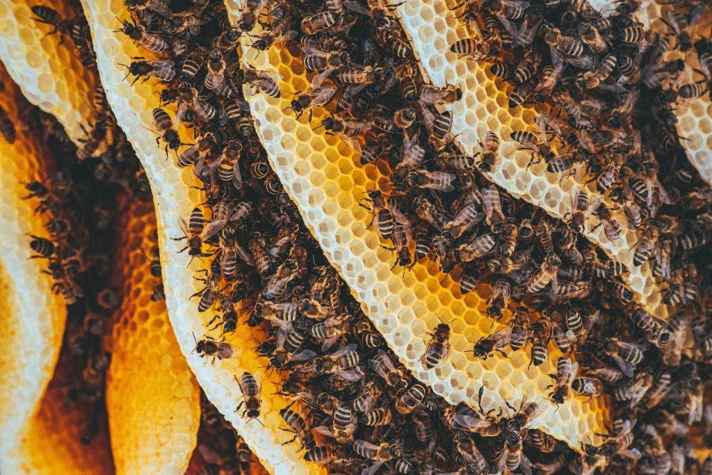 Bienenwaben